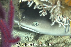 Small shark sleeping in the cave by Alberto D'este 